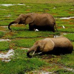elefant