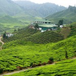 1213124974_stat_tea-plantation1
