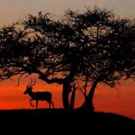 Kenia