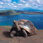 galapagos11