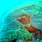 seychelles-coral