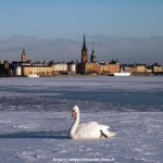 swe2